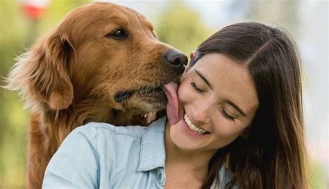 videos de perros con mujeres|Joven Mujer Jugando Con Perros Vídeos libres de derechos